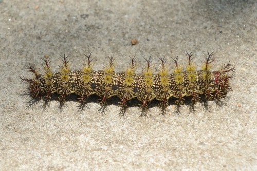A large, spiny caterpillar with yellow and brown patterns resting on a gray surface.