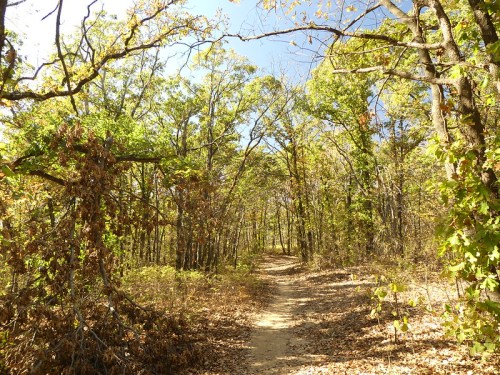 A winding dirt path through a forest with green and autumn-colored trees under a clear blue sky.