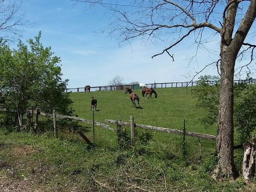 A sunny pasture with several horses grazing, surrounded by trees and a wooden fence.