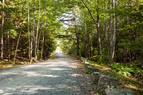 A gravel road lined with trees, leading into a sunlit forest.