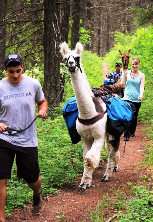 A group of people hiking on a forest trail, leading llamas with packs through lush greenery.
