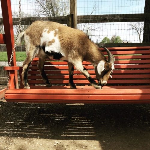 A goat standing on a red swing, curiously exploring its surroundings in a sunny outdoor setting.