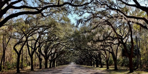 A serene dirt road lined with large, moss-covered oak trees creating a natural canopy overhead.