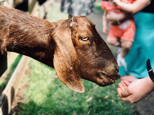 A close-up of a brown goat reaching for food from a person's hand, with people in the background.