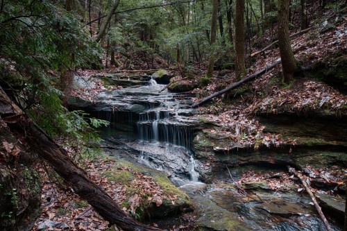 A serene forest scene featuring a small waterfall cascading over rocky terrain, surrounded by lush greenery and fallen leaves.