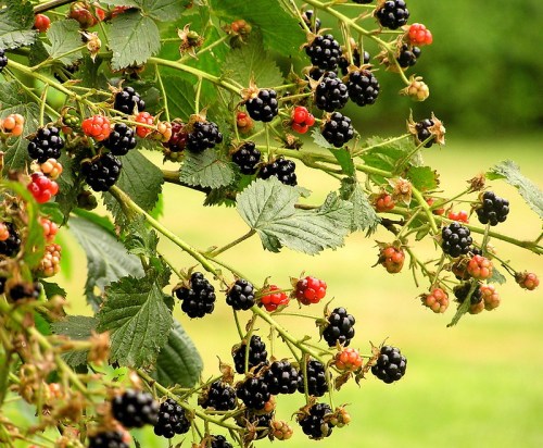 A close-up of blackberry branches with ripe black and red berries against a blurred green background.
