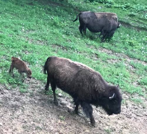 A group of bison, including a calf, walking on grassy terrain.