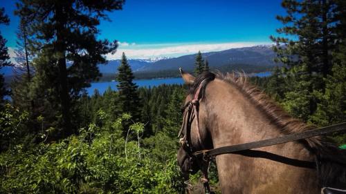 A horse stands on a hillside overlooking a lake surrounded by lush trees and mountains under a clear blue sky.