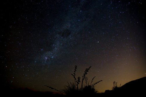 A starry night sky filled with countless stars, with silhouettes of plants in the foreground and a soft glow on the horizon.