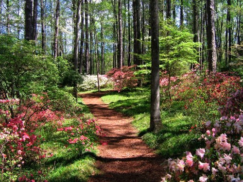 A serene forest path lined with vibrant azaleas in bloom, surrounded by tall trees and dappled sunlight.