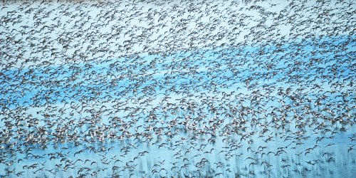 A large flock of birds flying in a blue sky, creating a dynamic pattern against the backdrop.