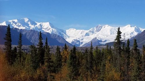 Snow-capped mountains rise above a forest of evergreen trees under a clear blue sky.