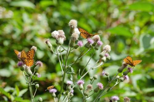 Three orange butterflies perched on purple thistle flowers amidst lush green foliage.