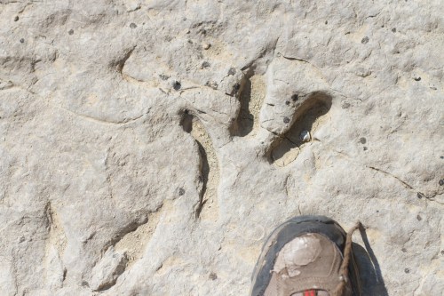 A close-up of a large animal footprint in rocky terrain, with a hiking boot partially visible in the foreground.