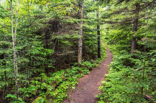 A winding dirt path through a lush green forest filled with trees and dense foliage.