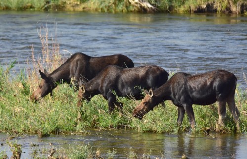 Three moose grazing by a river, surrounded by lush green grass and water.
