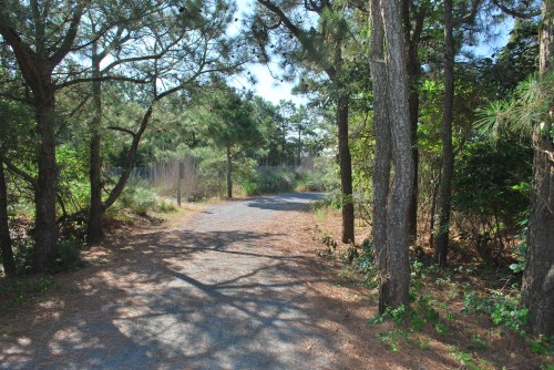 A winding gravel path surrounded by tall trees and lush greenery on a sunny day.