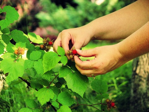A person’s hands gently picking ripe berries from a green bush surrounded by lush foliage.