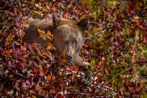 A brown bear resting among vibrant red and orange autumn leaves.