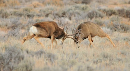 Two male deer engage in a head-to-head clash in a grassy, sagebrush landscape.
