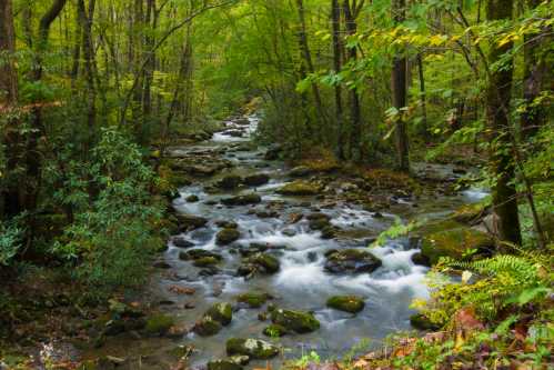 A serene forest stream flows over smooth rocks, surrounded by lush green trees and foliage.