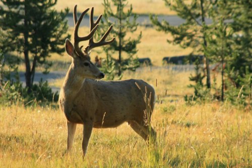 A deer with antlers stands in a grassy field surrounded by trees in a natural setting.