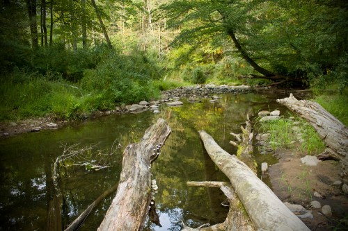 A serene forest scene featuring a calm stream surrounded by lush greenery and fallen logs.