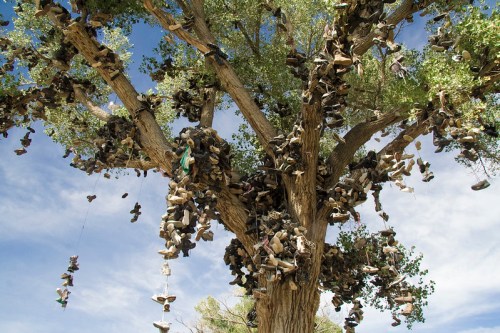 A large tree adorned with numerous pairs of shoes hanging from its branches against a blue sky.