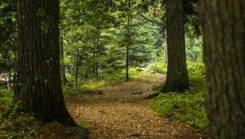 A serene forest path surrounded by tall trees and lush greenery, inviting exploration and tranquility.