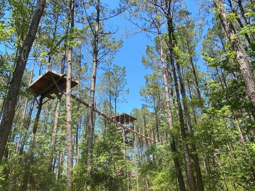A tall wooden structure among trees, connected by a walkway, under a clear blue sky in a forested area.