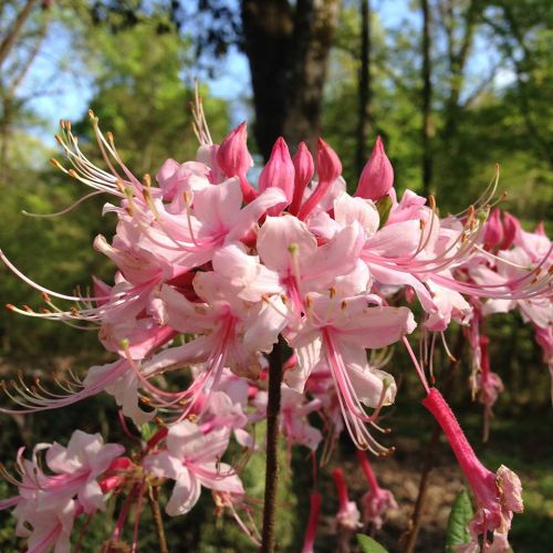 A cluster of delicate pink flowers with long stamens, set against a blurred green forest background.