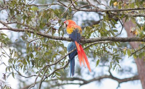 A colorful parrot perched on a tree branch, surrounded by green leaves.