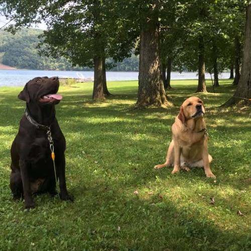 Two dogs sitting on grass by a lake, surrounded by trees. One is a chocolate lab and the other is a yellow lab.