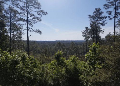 A scenic view of a forest with tall pine trees and a clear blue sky in the background.
