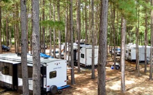 A cluster of RVs and trailers nestled among tall pine trees in a wooded area.
