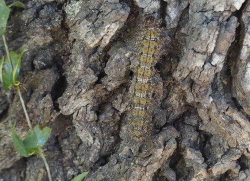 A close-up of a textured tree bark with a camouflaged caterpillar blending into the surface.