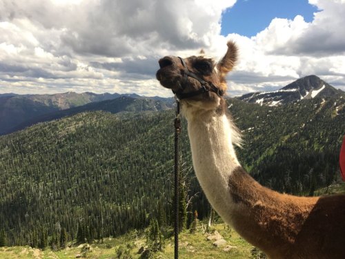 A llama stands on a mountain trail, overlooking a lush green valley and distant peaks under a cloudy sky.