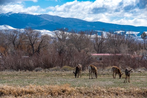 A group of deer grazing in a grassy field with mountains and trees in the background under a partly cloudy sky.