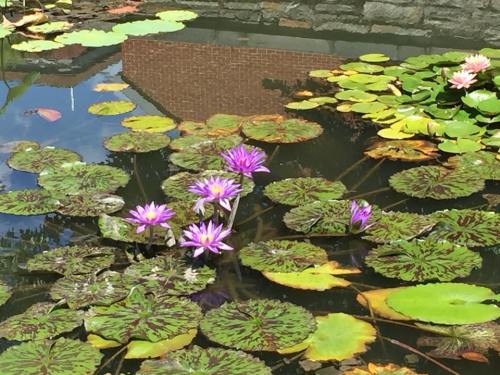 A serene pond filled with green lily pads and blooming pink water lilies under a clear blue sky.