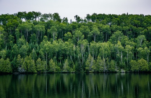 Lush green forest reflected in calm water, creating a serene natural landscape.