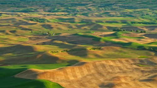 Aerial view of rolling hills with green and golden fields under soft sunlight, creating a serene landscape.