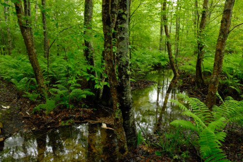 Lush green forest with ferns and trees reflected in a calm, shallow stream.