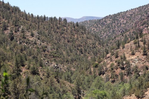 A scenic view of a mountainous landscape with dense pine forests and rolling hills under a clear blue sky.