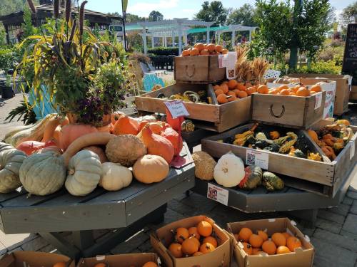 A display of various pumpkins, gourds, and oranges in wooden crates at a garden center.