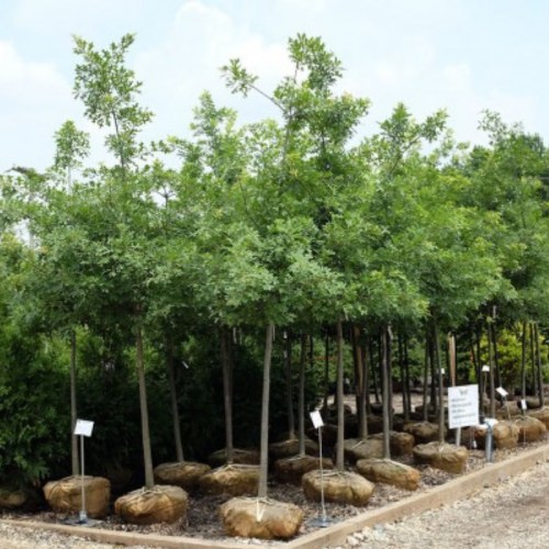 A row of young trees in burlap bags, ready for planting, in a nursery under a clear blue sky.