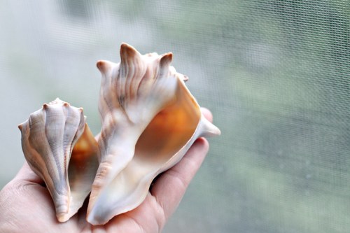 A hand holding two large, intricately patterned seashells against a blurred background.