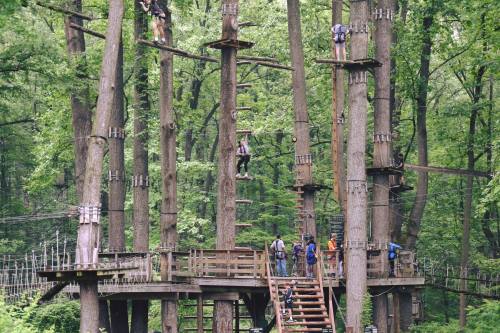 A group of people navigating a treetop ropes course in a lush green forest.
