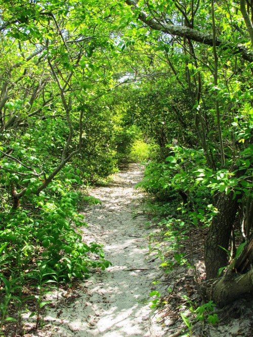 A sandy path surrounded by lush green foliage and trees, leading into a bright, sunlit area.