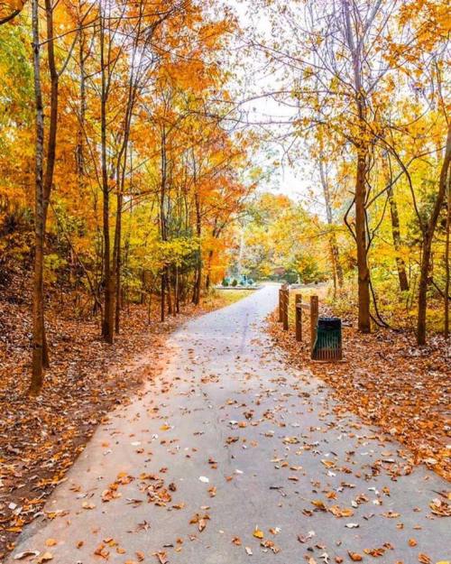 A serene pathway lined with trees in autumn colors, covered in fallen leaves, leading into a peaceful wooded area.