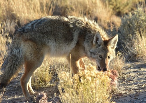 A coyote stands in a dry, grassy area, sniffing at the ground among sparse vegetation.